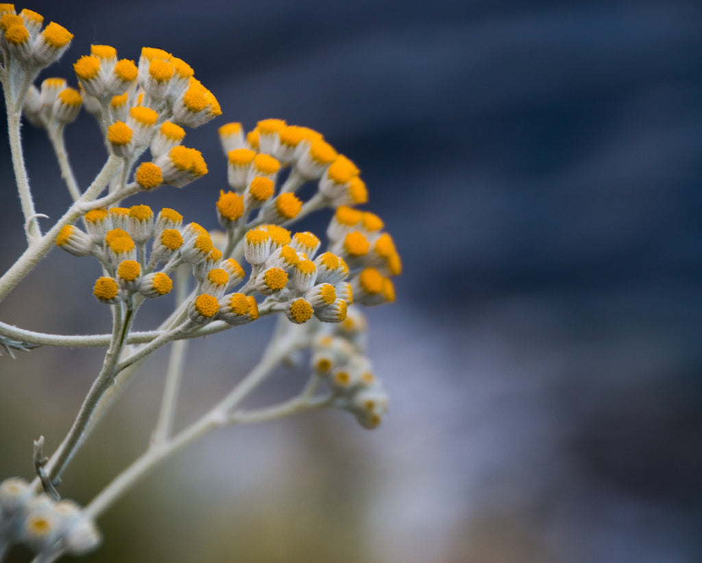 Helichrysum or Immortelle Essential Oil in Jojoba